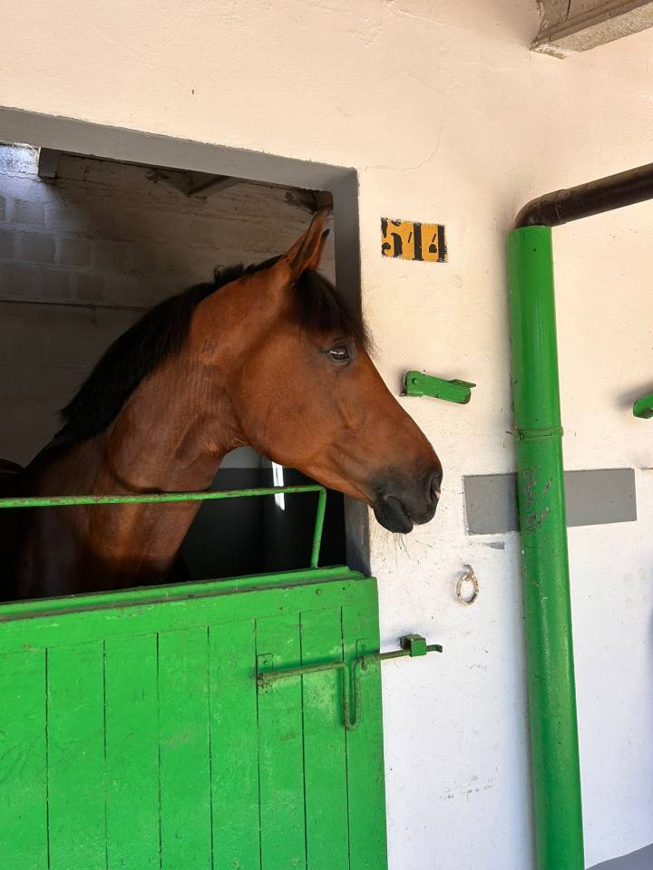 Vendo cavallo SO 6 anni per cessata attività agonistica