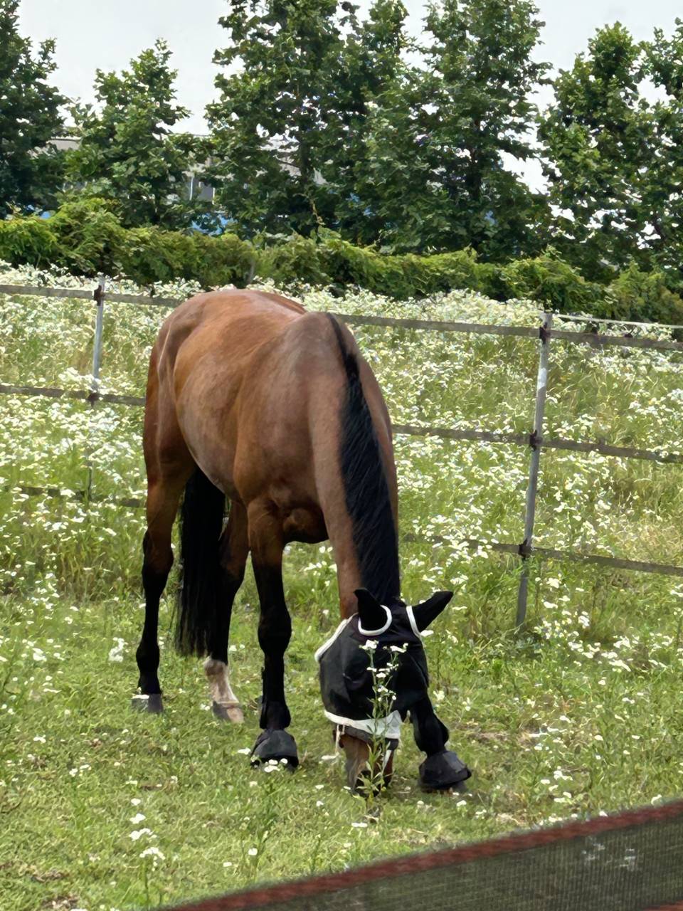 Vendo cavallo SO 6 anni per cessata attività agonistica