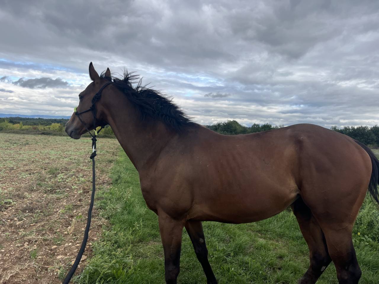 Castrone Purosangue In vendita 2019 Baio