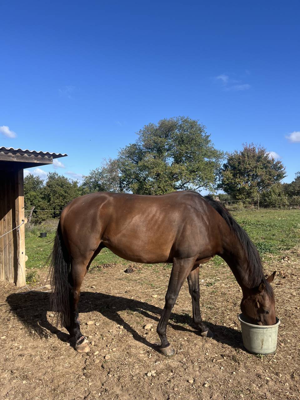 Castrone Purosangue In vendita 2019 Baio