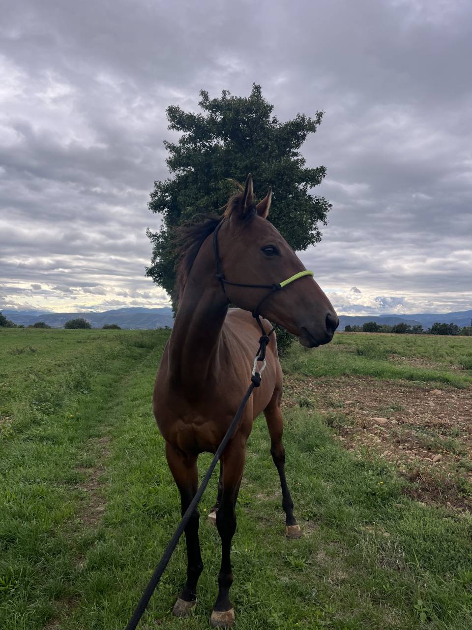 Castrone Purosangue In vendita 2019 Baio