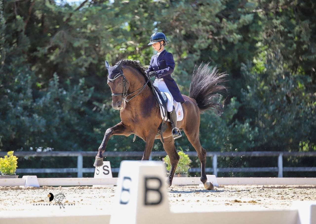 Intero PRE Andaluso In vendita 2011 Nero