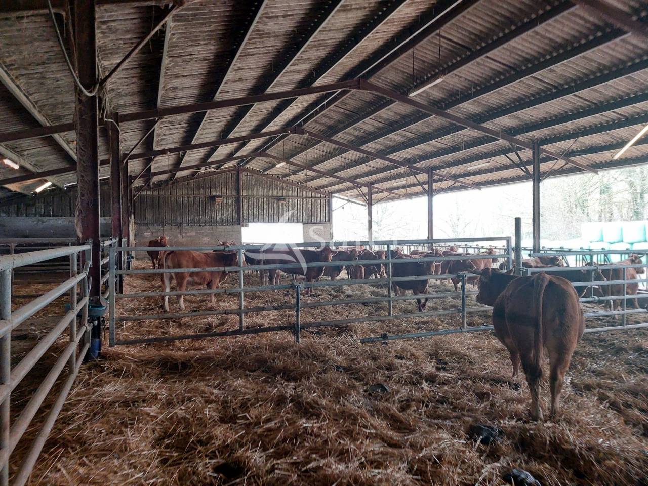 Azienda ovina In vendita Dordogne