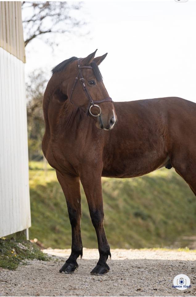 Castrone KWPN Cavallo da Sport Neerlandese In vendita 2019 Baio