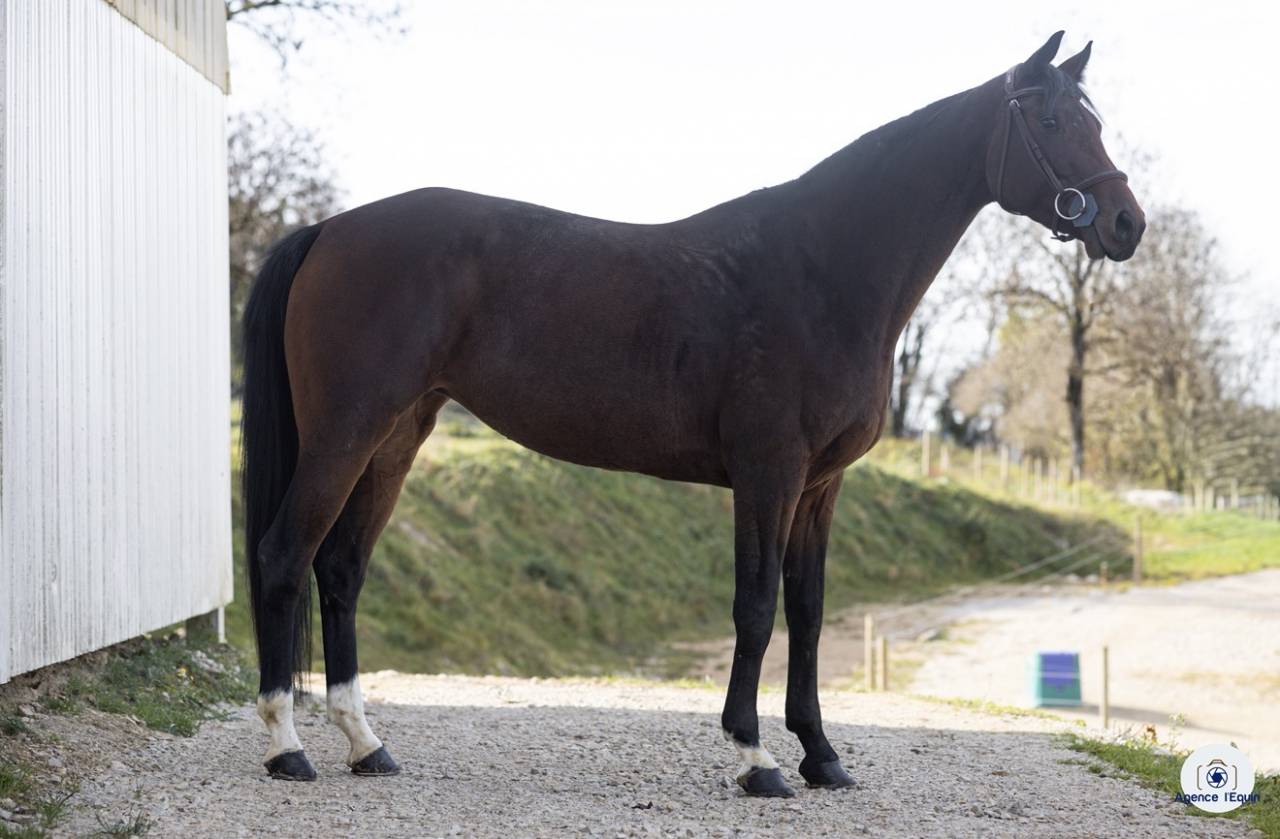 Cavalla KWPN Cavallo da Sport Neerlandese In vendita 2021 Baio scuro