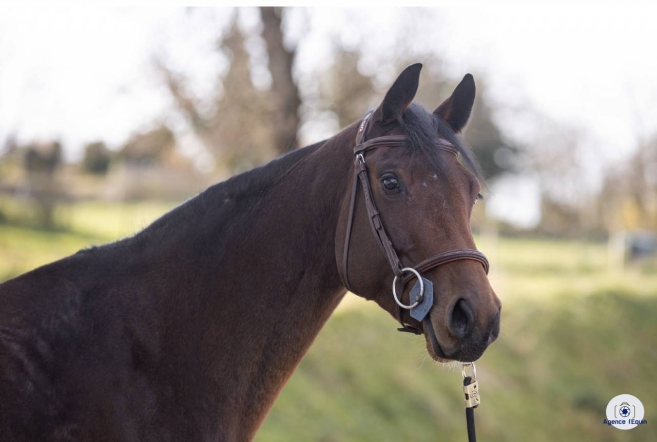 Cavalla KWPN Cavallo da Sport Neerlandese In vendita 2021 Baio scuro