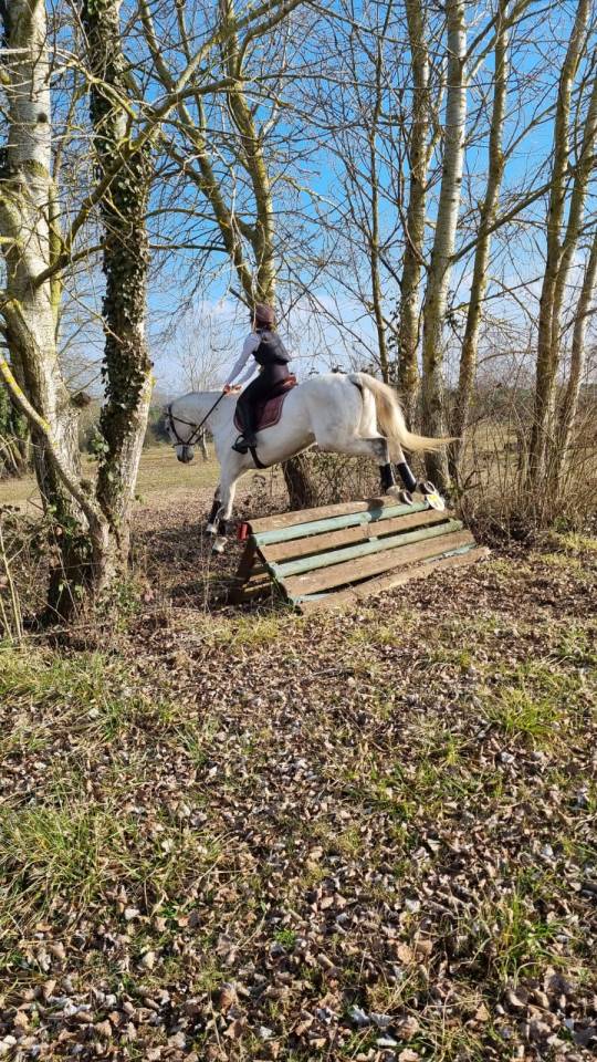 vendo sella italiano di 13 anni