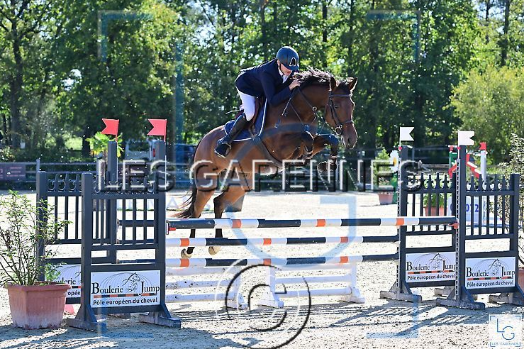 Cavalla Sella Francese In vendita 2018 Baio