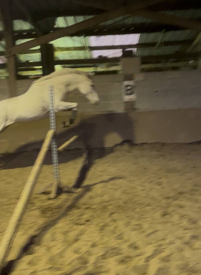 Cavalla Purosangue In vendita 2014 Grigio ,  Reliable Man