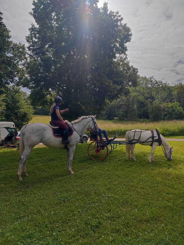 Cavalla Purosangue In vendita 2014 Grigio ,  Reliable Man