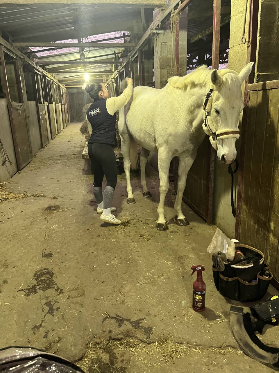 Cavalla Purosangue In vendita 2014 Grigio ,  Reliable Man