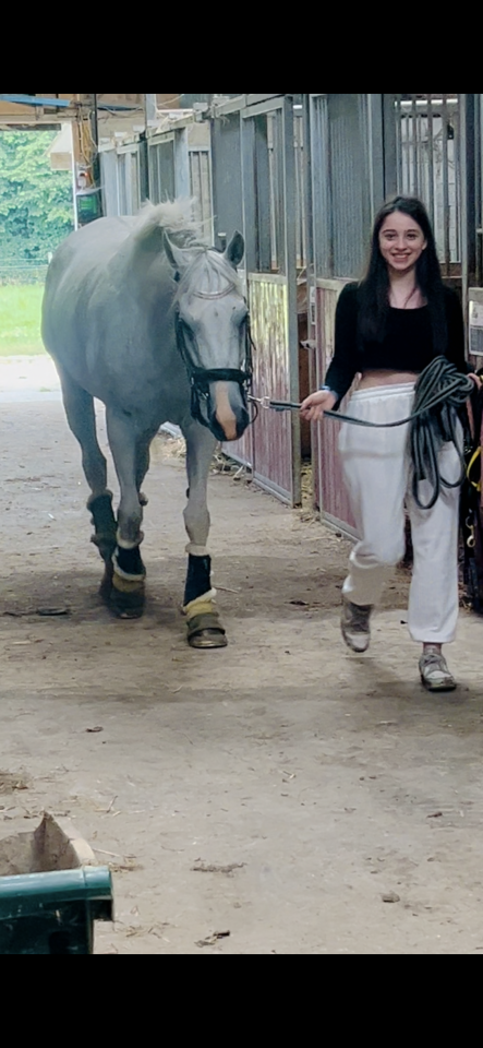 Cavalla Purosangue In vendita 2014 Grigio ,  Reliable Man