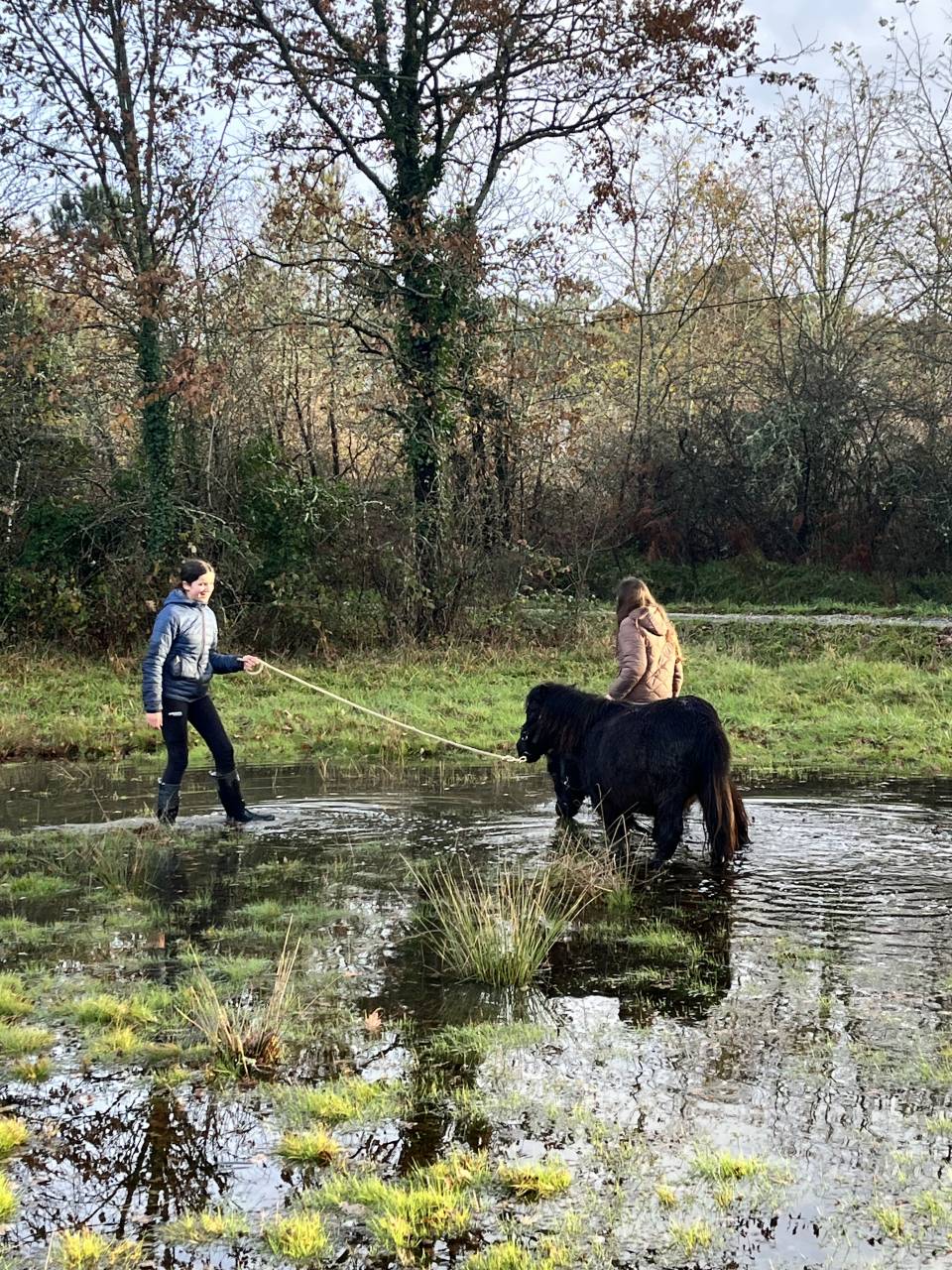Puledra Shetland In vendita 2023 Baio scuro ,  CROMIGNON D'ALIX