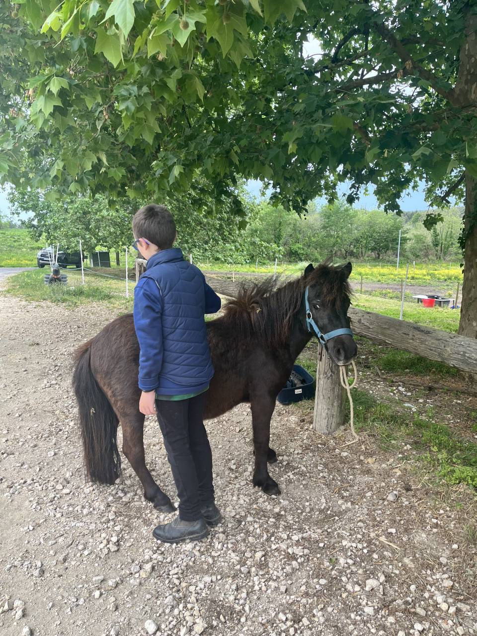 Puledra Shetland In vendita 2023 Baio scuro ,  CROMIGNON D'ALIX