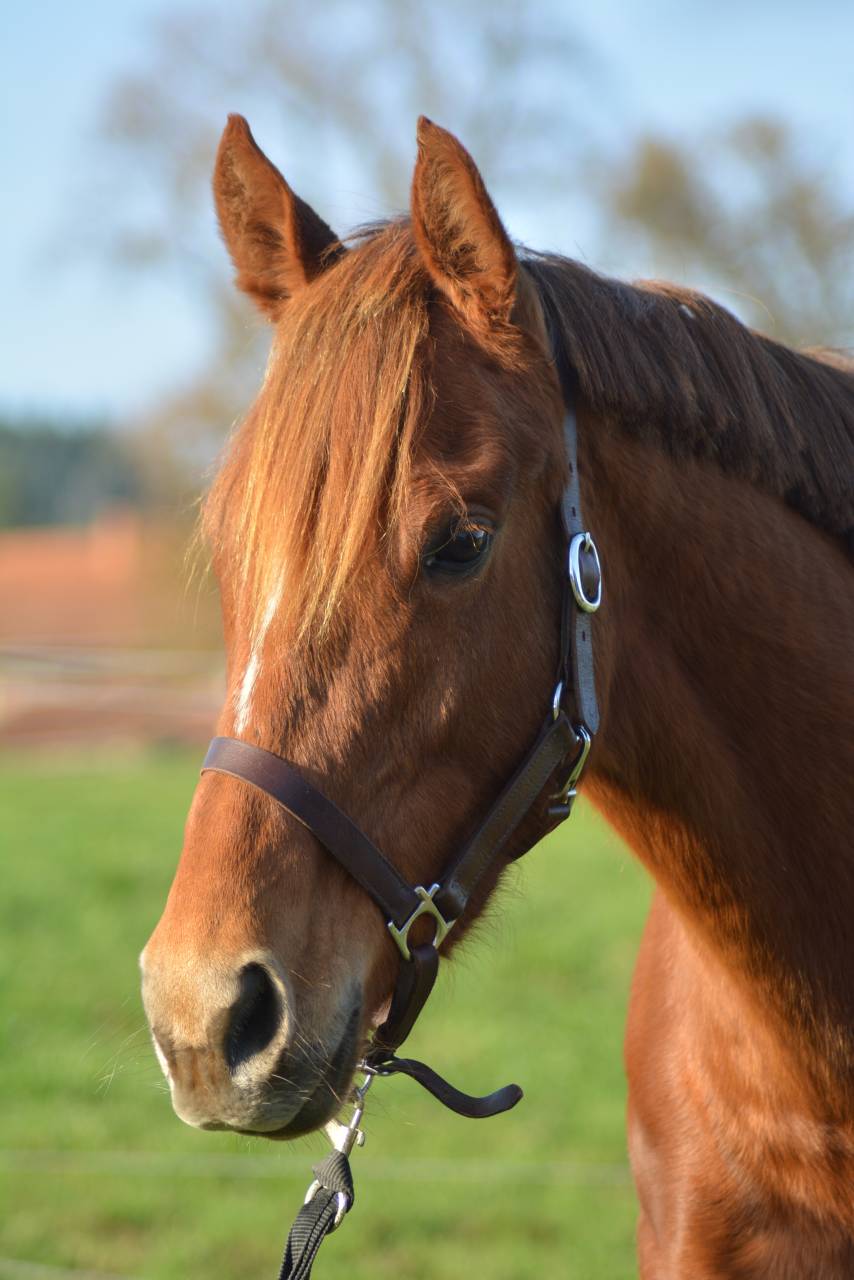 Cavalla Purosangue Inglese In vendita 2021 Sauro