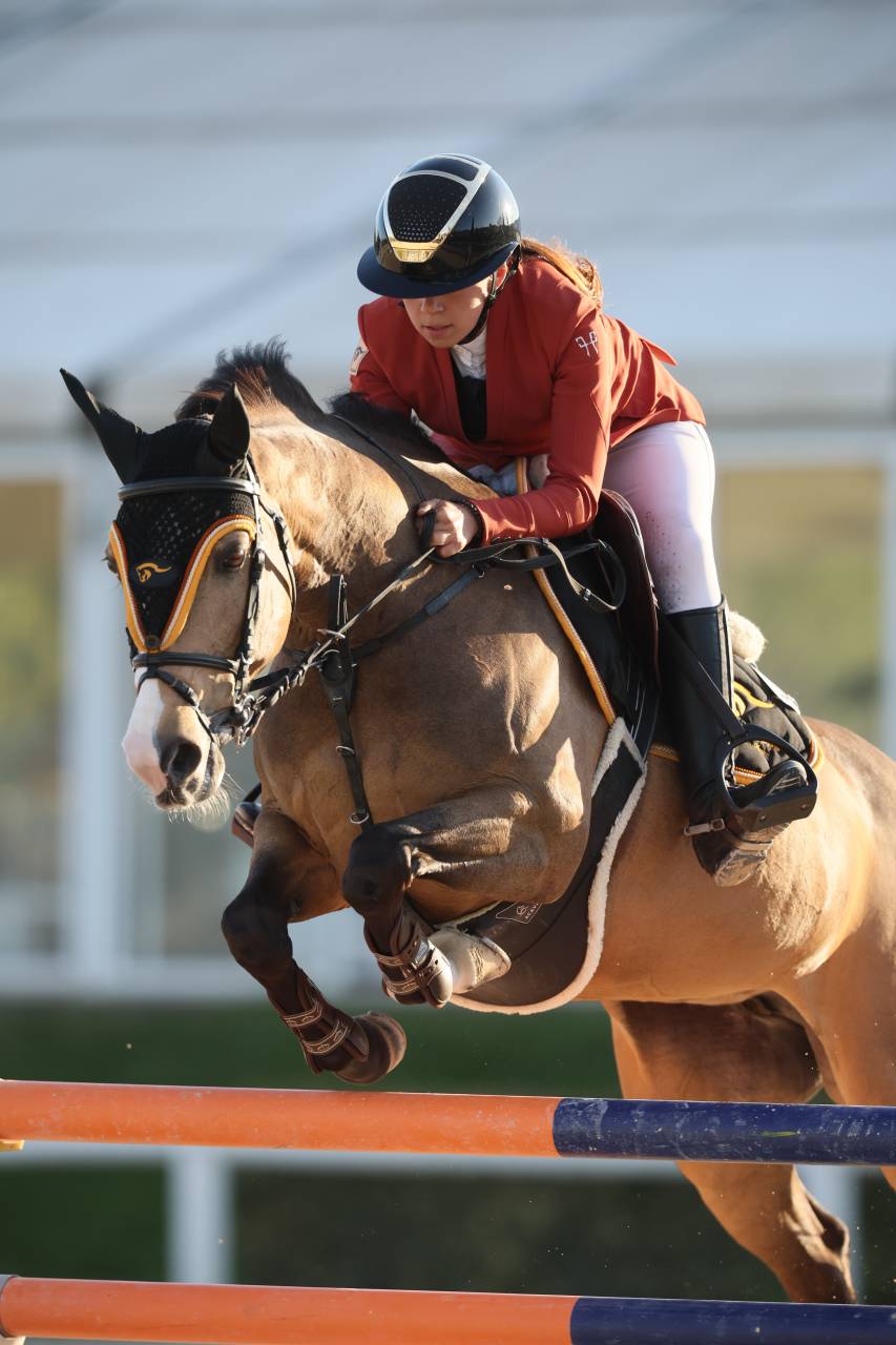 Cavalla PFS Pony Francese da Sella In vendita 2014 Baio