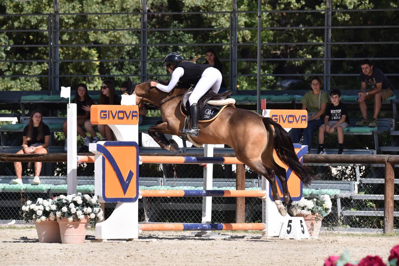 Cavalla PFS Pony Francese da Sella In vendita 2014 Baio