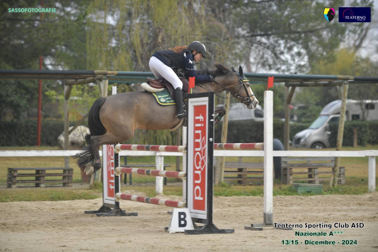 Cavalla PFS Pony Francese da Sella In vendita 2014 Baio