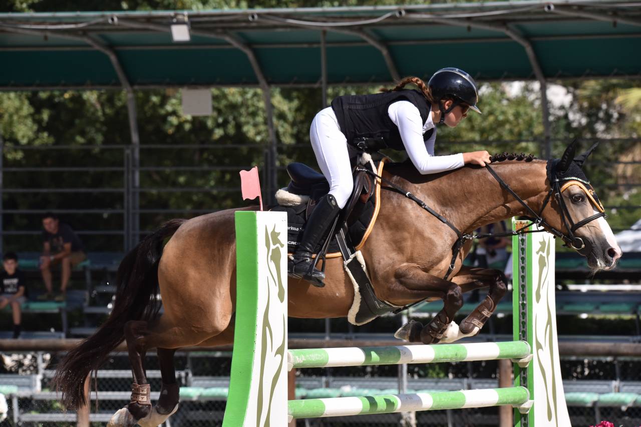 Cavalla PFS Pony Francese da Sella In vendita 2014 Baio