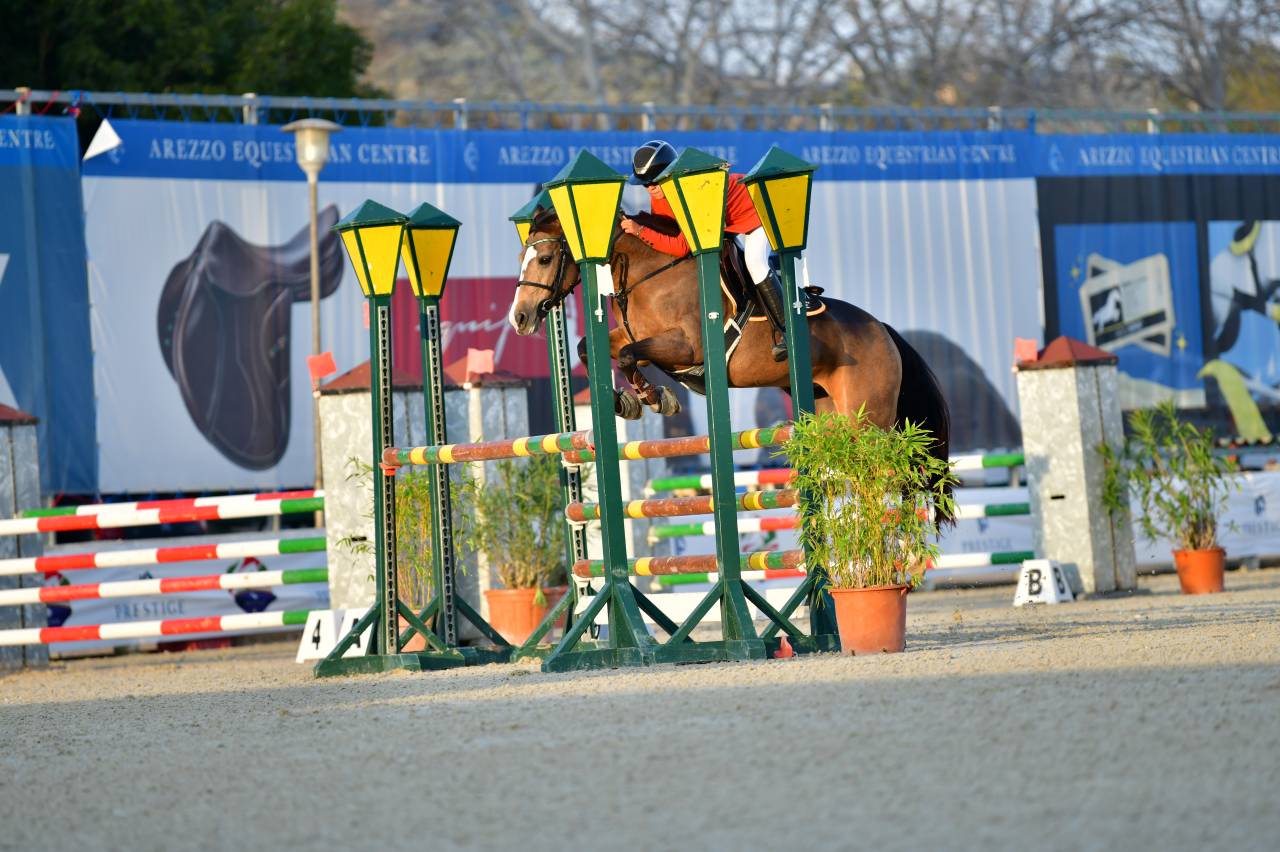 Cavalla PFS Pony Francese da Sella In vendita 2014 Baio