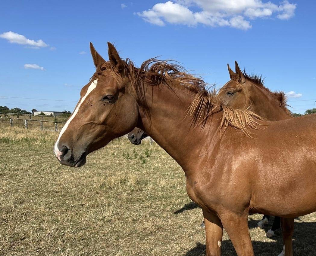 Castrone Sella Francese In vendita 2023 Sauro ,  Jilbert van ruytershof