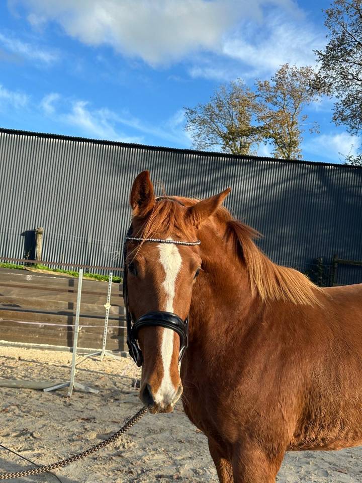 Castrone Sella Francese In vendita 2023 Sauro ,  Jilbert van ruytershof