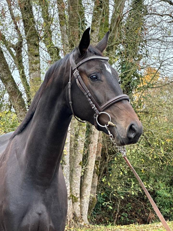 Castrone Sella Francese In vendita 2022 Baio scuro ,  Jameson RS2