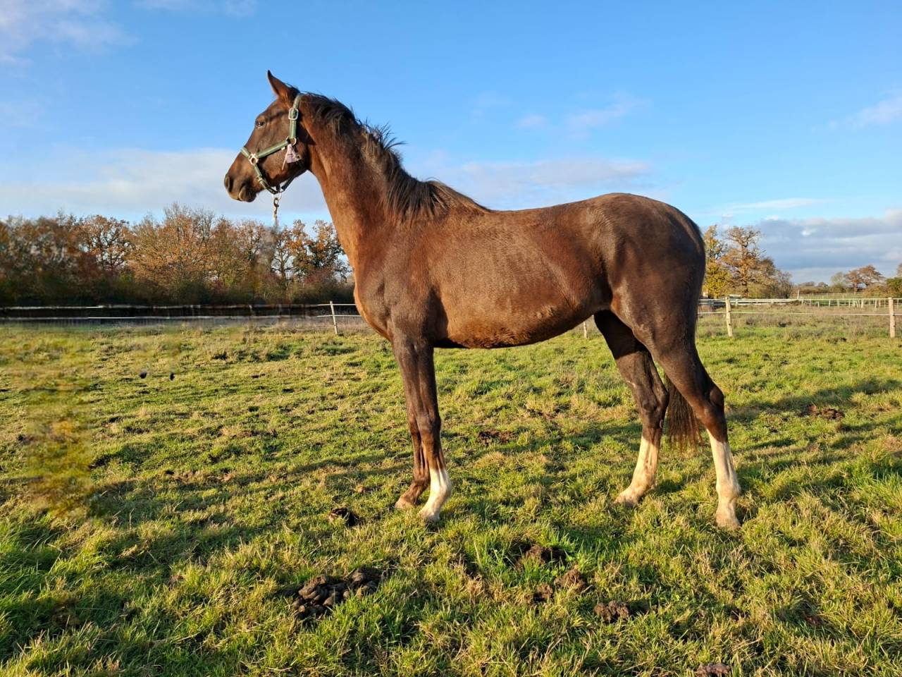 Cavalla Sella Francese In vendita 2023 Sauro brulé ,  D’avie