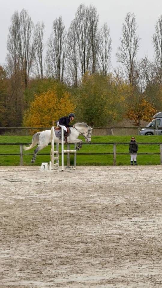 Castrone PFS Pony Francese da Sella In vendita 2017 Grigio