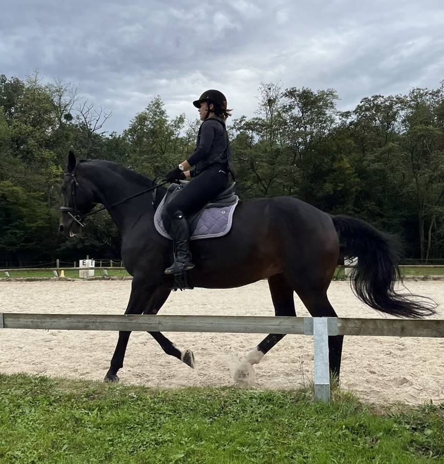 Cavalla Sella Francese In vendita 2016 Baio scuro ,  Quaterbold du Payrol 