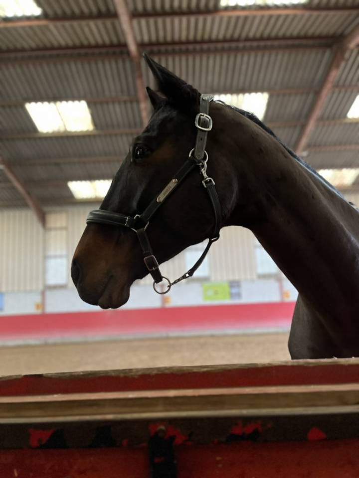 Cavalla Sella Francese In vendita 2016 Baio scuro ,  Quaterbold du Payrol 