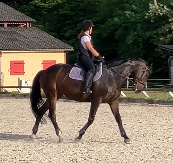 Cavalla Sella Francese In vendita 2016 Baio scuro ,  Quaterbold du Payrol 