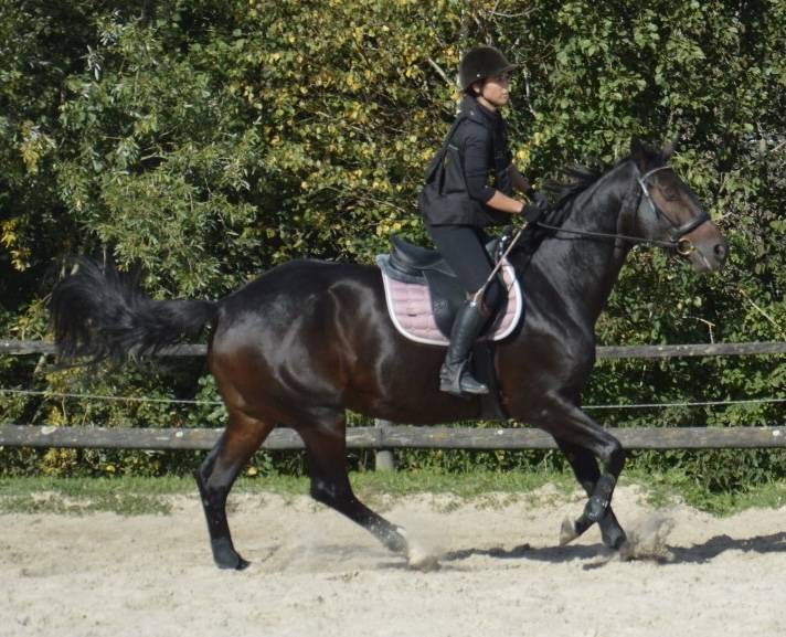 Cavalla Sella Francese In vendita 2016 Baio scuro ,  Quaterbold du Payrol 