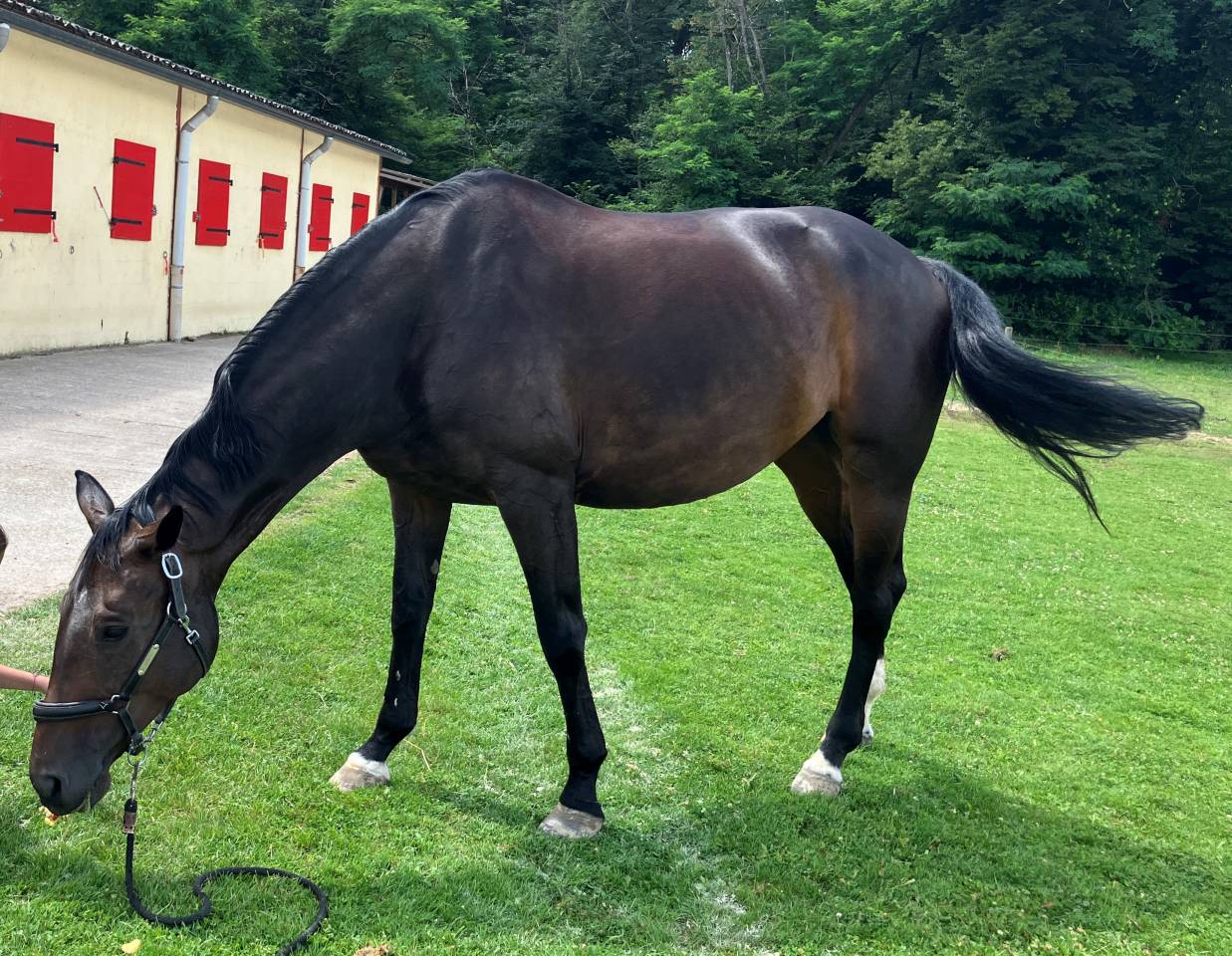 Cavalla Sella Francese In vendita 2016 Baio scuro ,  Quaterbold du Payrol 