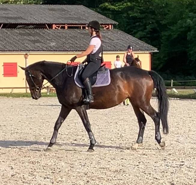 Cavalla Sella Francese In vendita 2016 Baio scuro ,  Quaterbold du Payrol 