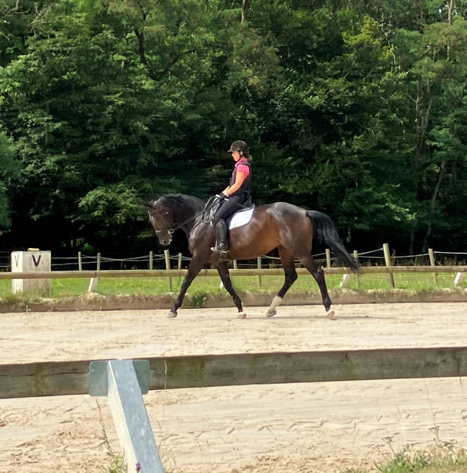 Cavalla Sella Francese In vendita 2016 Baio scuro ,  Quaterbold du Payrol 