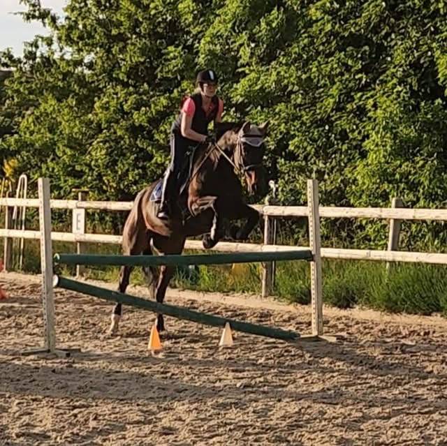 Cavalla Sella Francese In vendita 2016 Baio scuro ,  Quaterbold du Payrol 