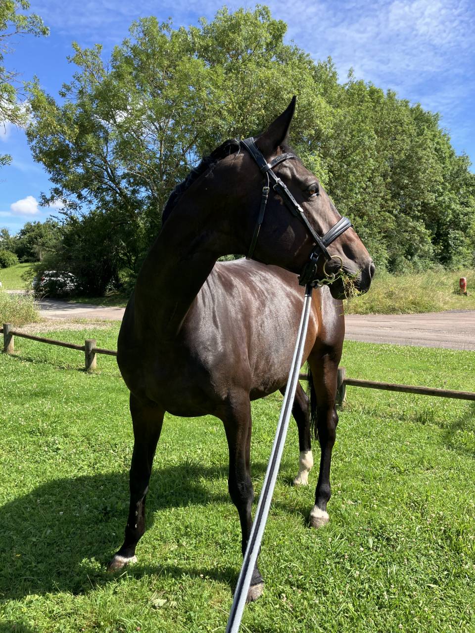 Cavalla Sella Francese In vendita 2016 Baio scuro ,  Quaterbold du Payrol 