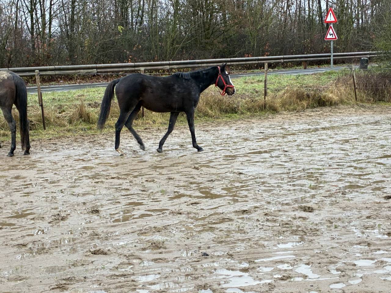 Cavalla Mezzo Sangue Irlandese In vendita 2019 Baio