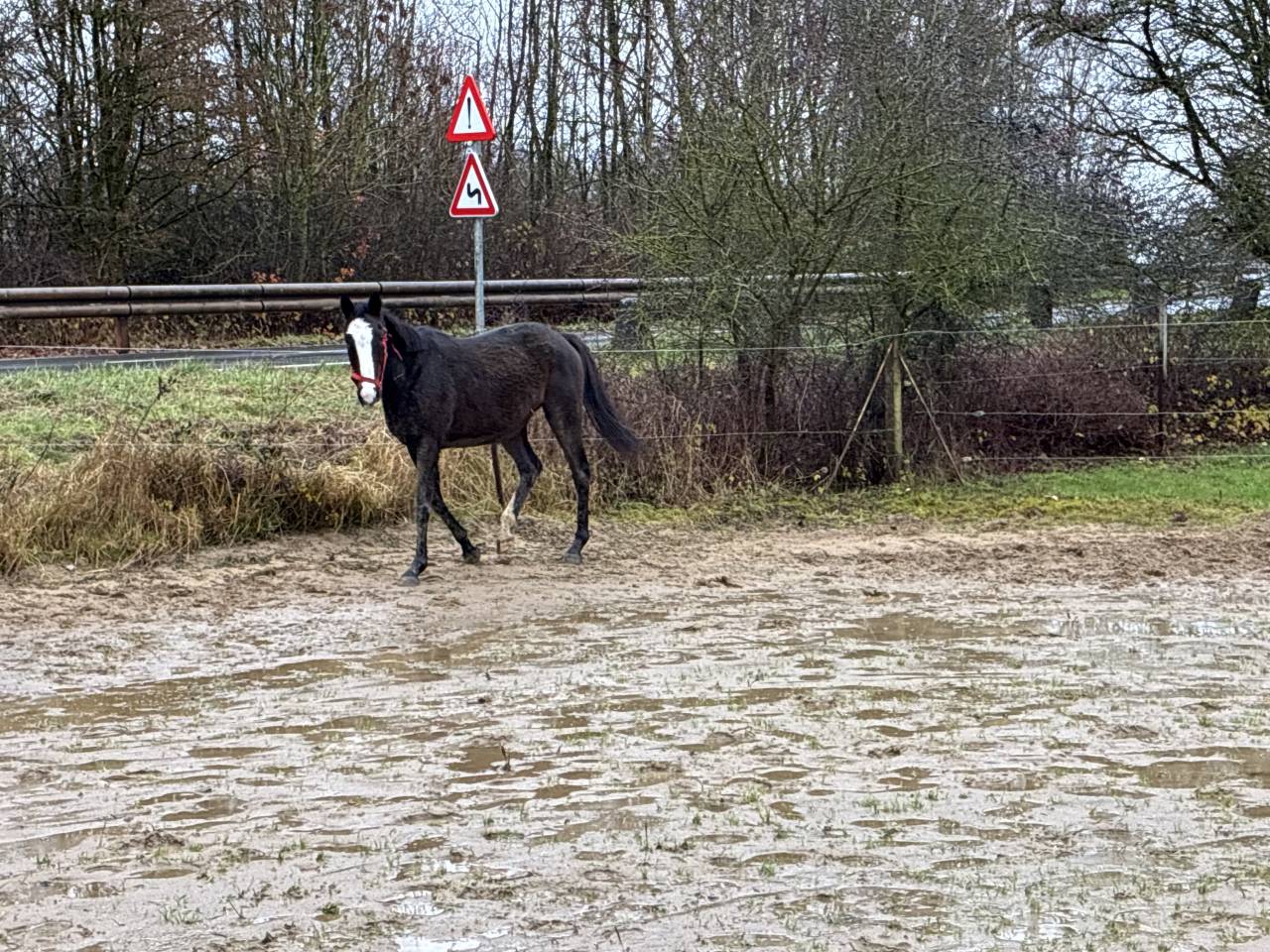 Cavalla Mezzo Sangue Irlandese In vendita 2019 Baio