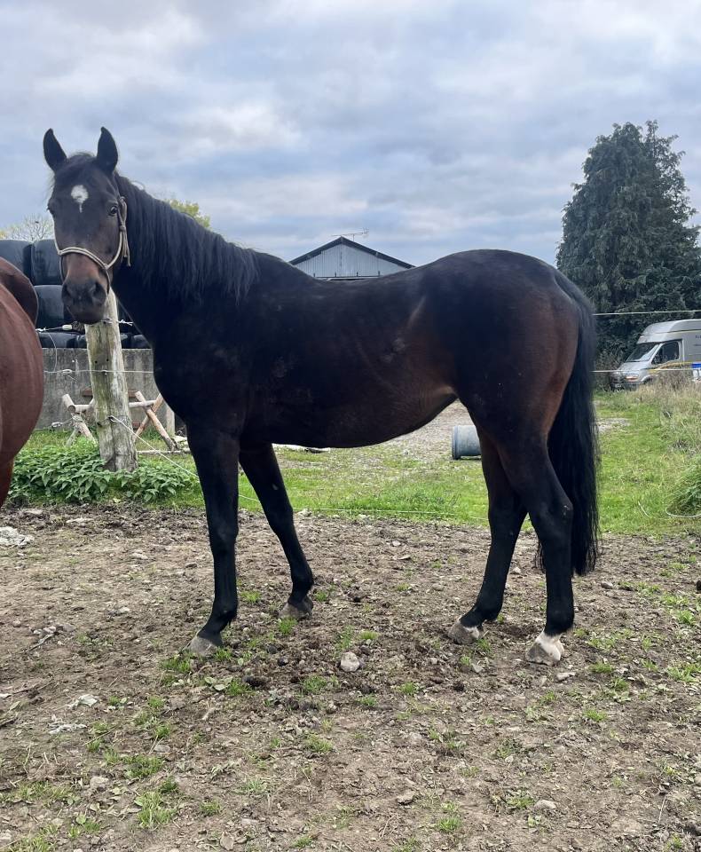 Cavalla AES Anglo European Studbook In vendita 2015 Baio ,  Efremov