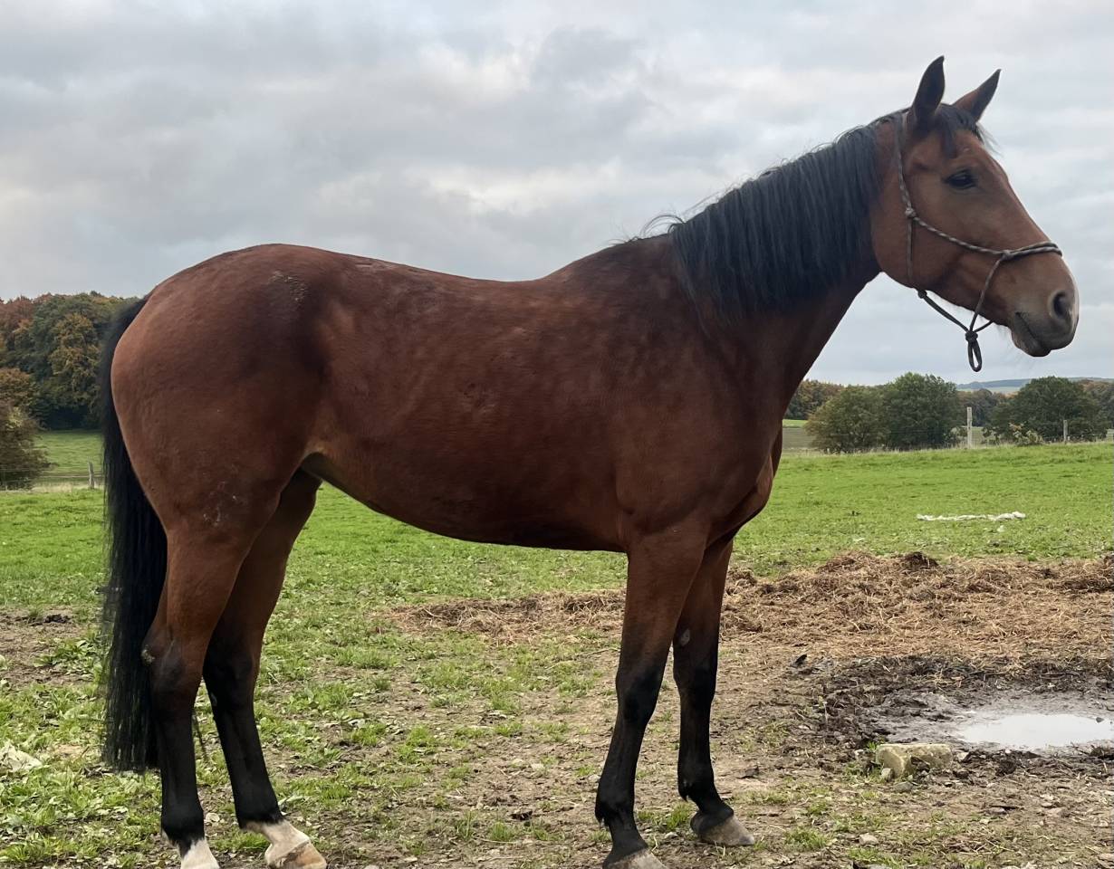 Cavalla sBs Cavallo da Sport Belgio In vendita 2015 Baio ,  Efremov