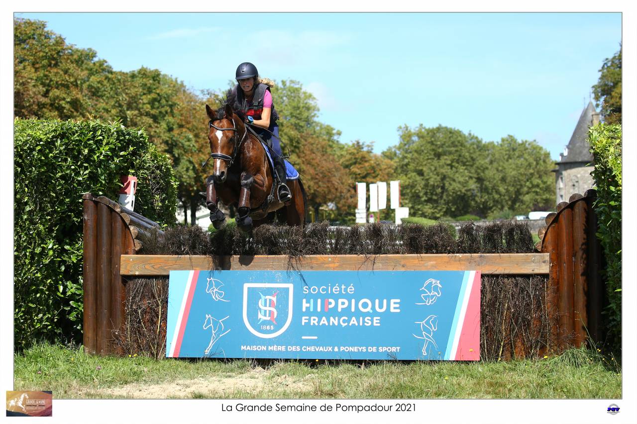 Castrone Sella Francese In vendita 2015 Baio ,  Adzaro de l abbaye
