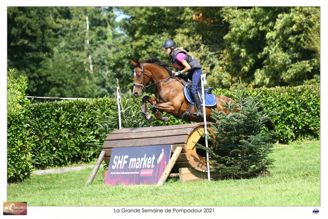 Castrone Sella Francese In vendita 2015 Baio ,  Adzaro de l abbaye