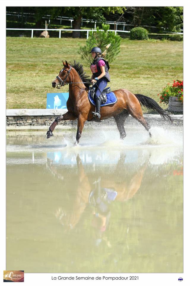 Castrone Sella Francese In vendita 2015 Baio ,  Adzaro de l abbaye