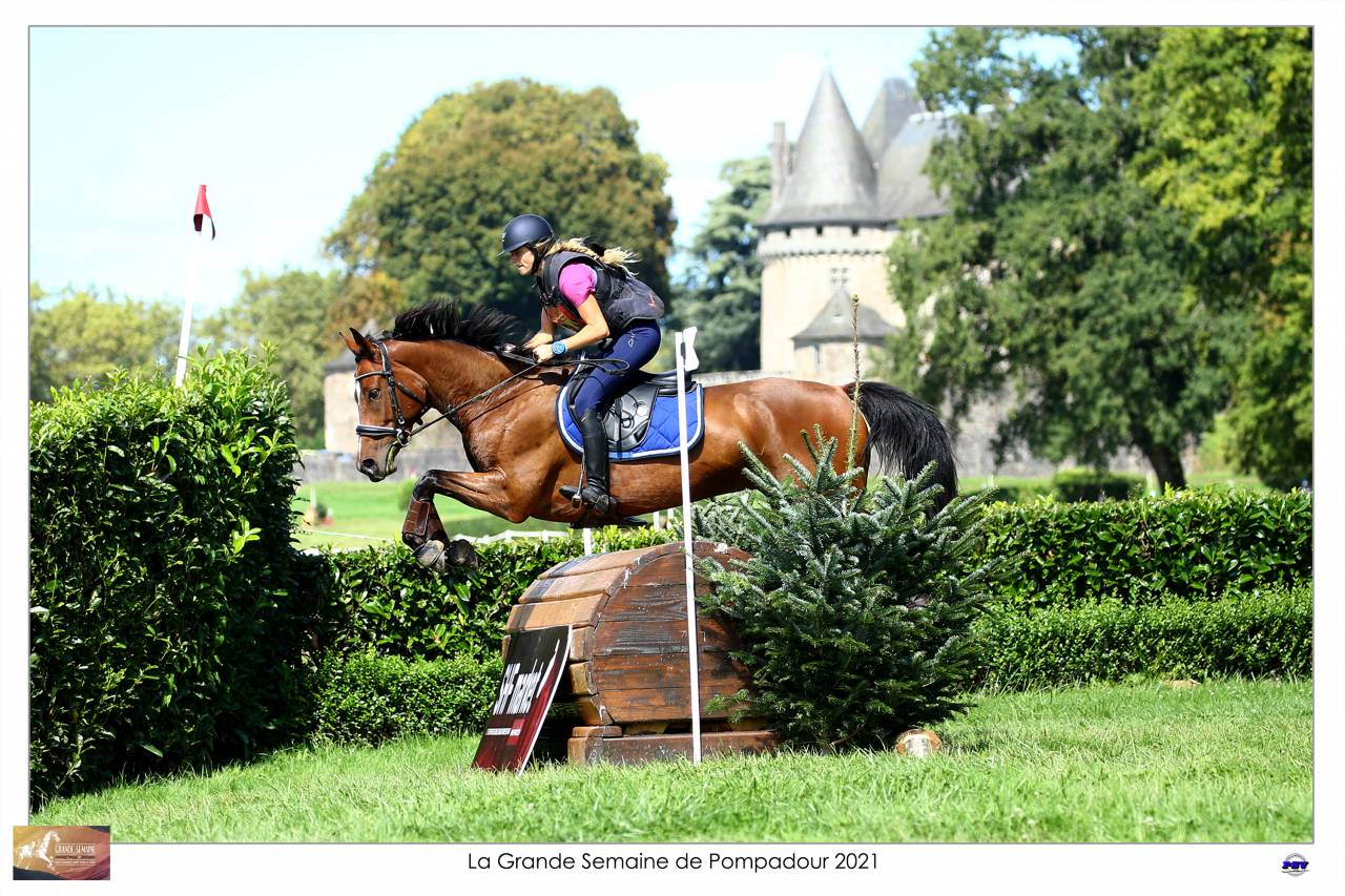 Castrone Sella Francese In vendita 2015 Baio ,  Adzaro de l abbaye