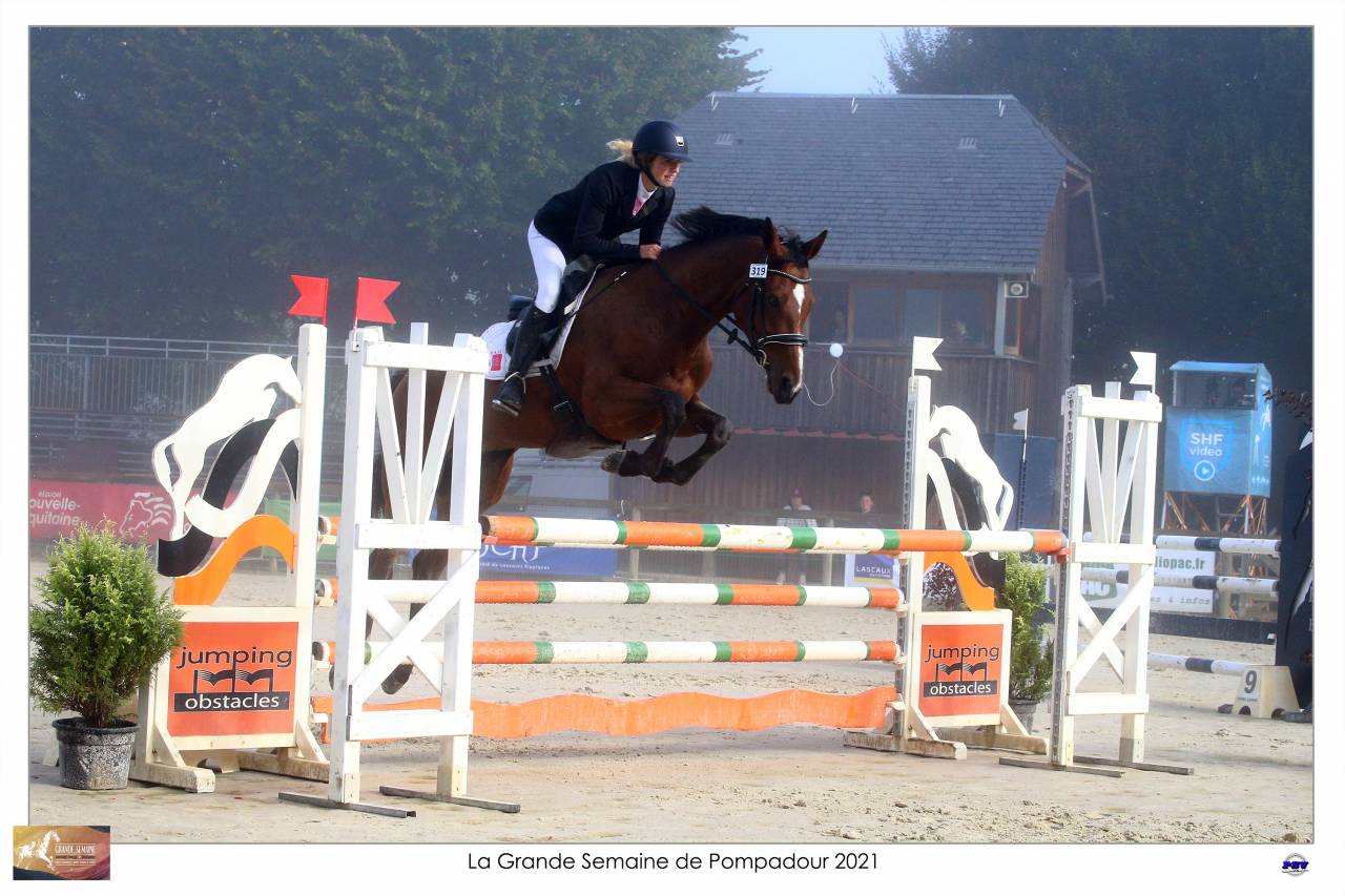 Castrone Sella Francese In vendita 2015 Baio ,  Adzaro de l abbaye