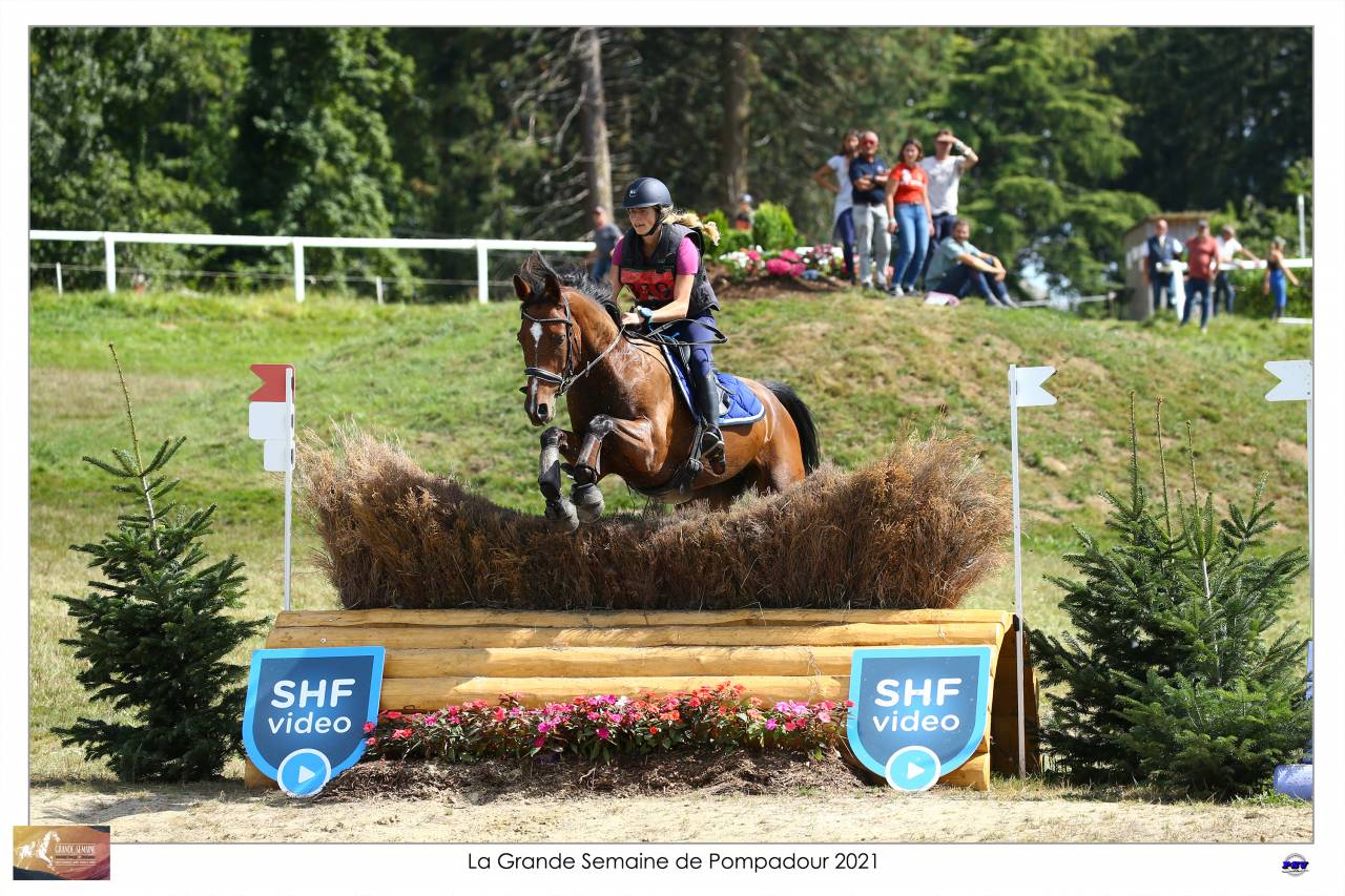 Castrone Sella Francese In vendita 2015 Baio ,  Adzaro de l abbaye