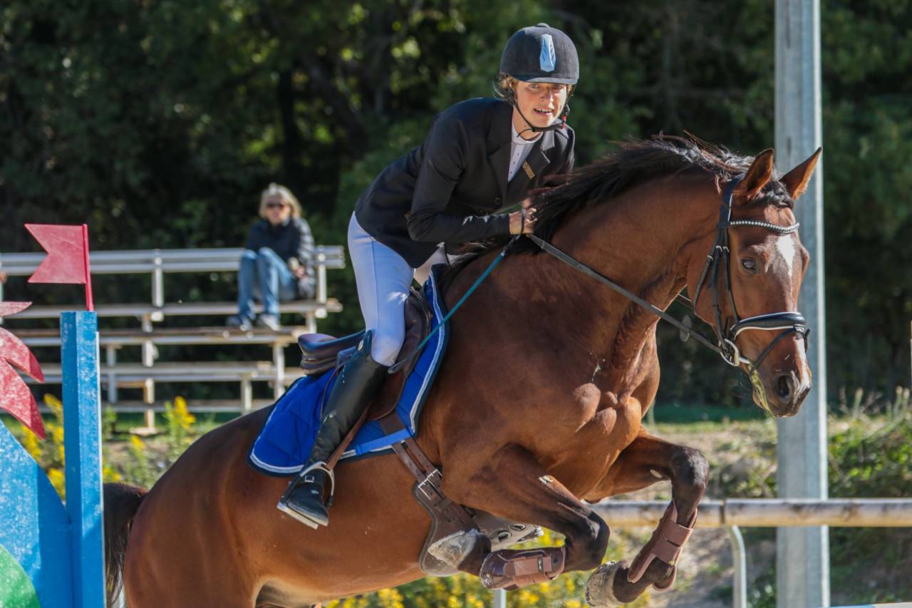 Castrone Sella Francese In vendita 2015 Baio ,  Adzaro de l abbaye