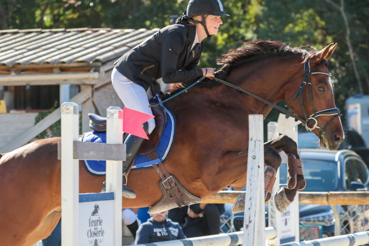 Castrone Sella Francese In vendita 2015 Baio ,  Adzaro de l abbaye